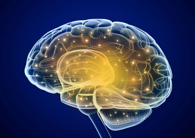 cerveau-connections-Projet-Shiva